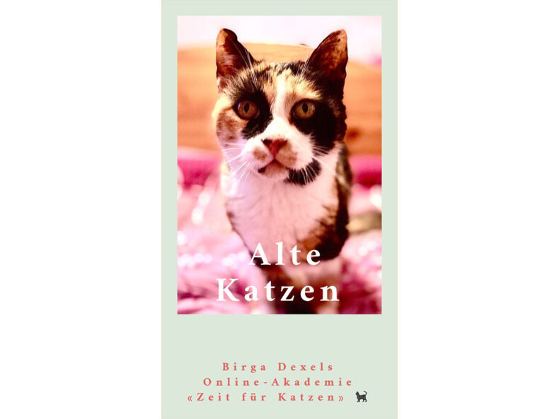 alte Katzen